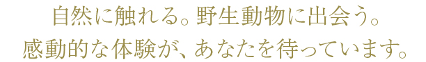 自然に触れる。野生動物に出会う。感動的な体験が、あなたを待っています。