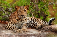 野生動物に出会う!サファリを満喫ツアー 6泊8日間 *9~10月を除く 【SFR6N】