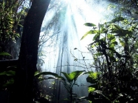 世界遺産シンハラージャで熱帯雨林トレッキング５泊７日間　　　【SHRJ5N】