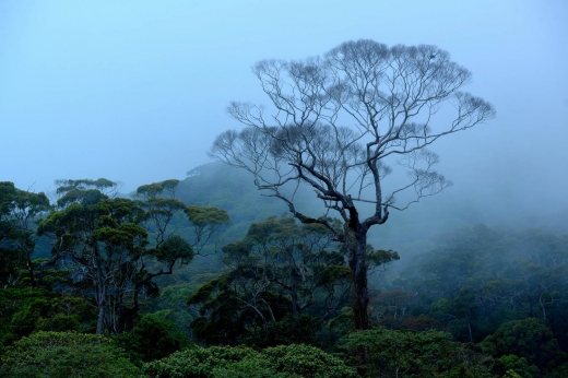 世界遺産シンハラージャで熱帯雨林トレッキング５泊７日間　　　【SHRJ5N】