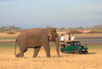 3つの世界遺産とサファリを満喫! スリランカ4泊6日間