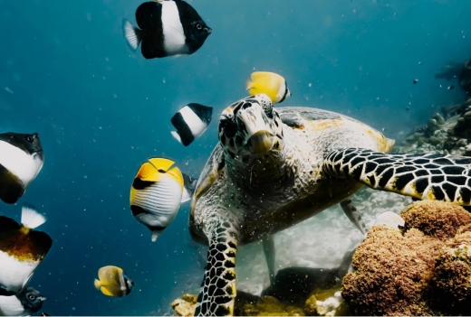 【2025年12月 New Open!】NHコレクション モルディブ リーティリゾート/ NH Collection Maldives Reethi Resort【バア環礁】