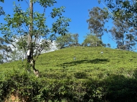 世界遺産　サファリ　紅茶の産地を満喫！ 　6泊8間