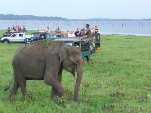 世界遺産　サファリ　紅茶の産地を満喫！ 　6泊8間