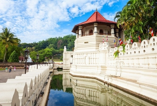 世界遺産　サファリ　紅茶の産地を満喫！ 　6泊8間