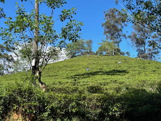 世界遺産　サファリ　紅茶の産地を満喫！ 　6泊8間