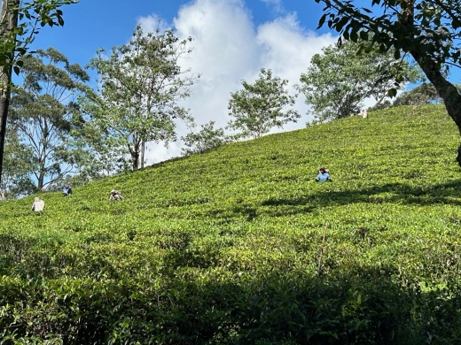 世界遺産　サファリ　紅茶の産地を満喫！ 　6泊8間