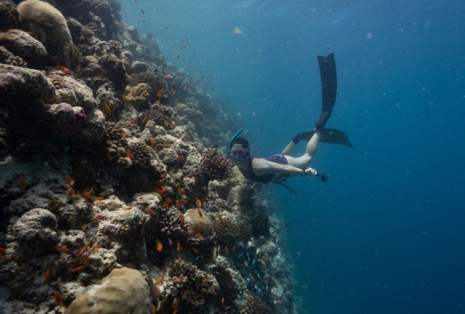 アヴァニ+ フェアズ モルディブ リゾート / Avani+ Fares Maldives Resort【バア環礁】